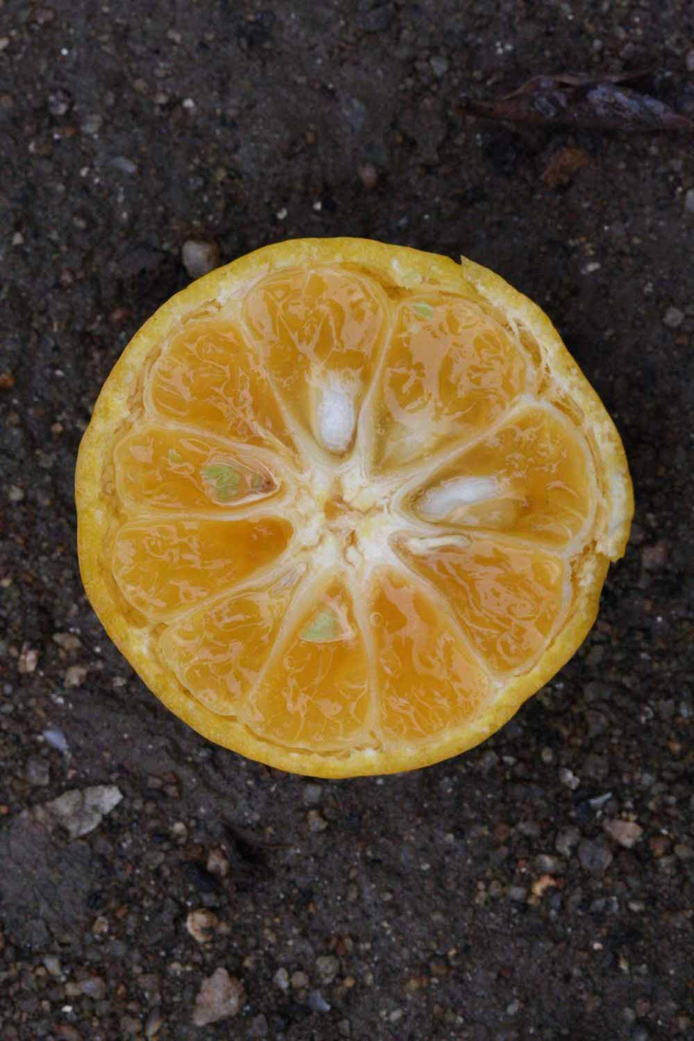              Fruit cross-section (Riverside, CA)       